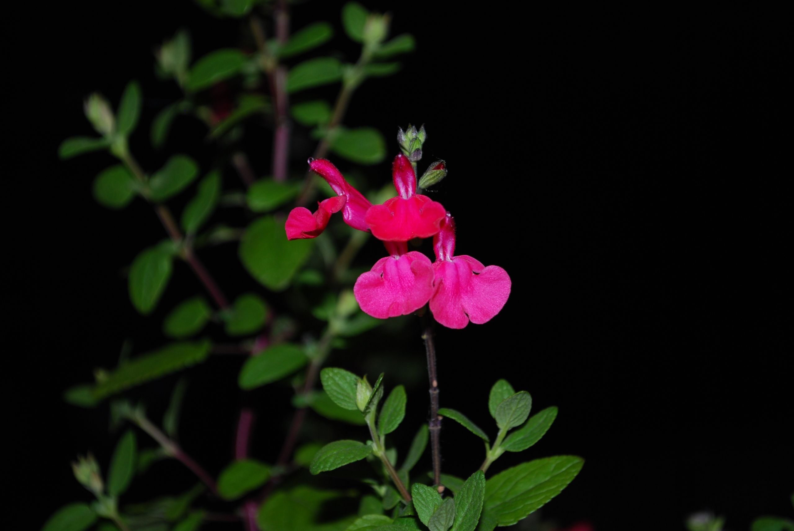 Fonds d'cran Nature Fleurs 