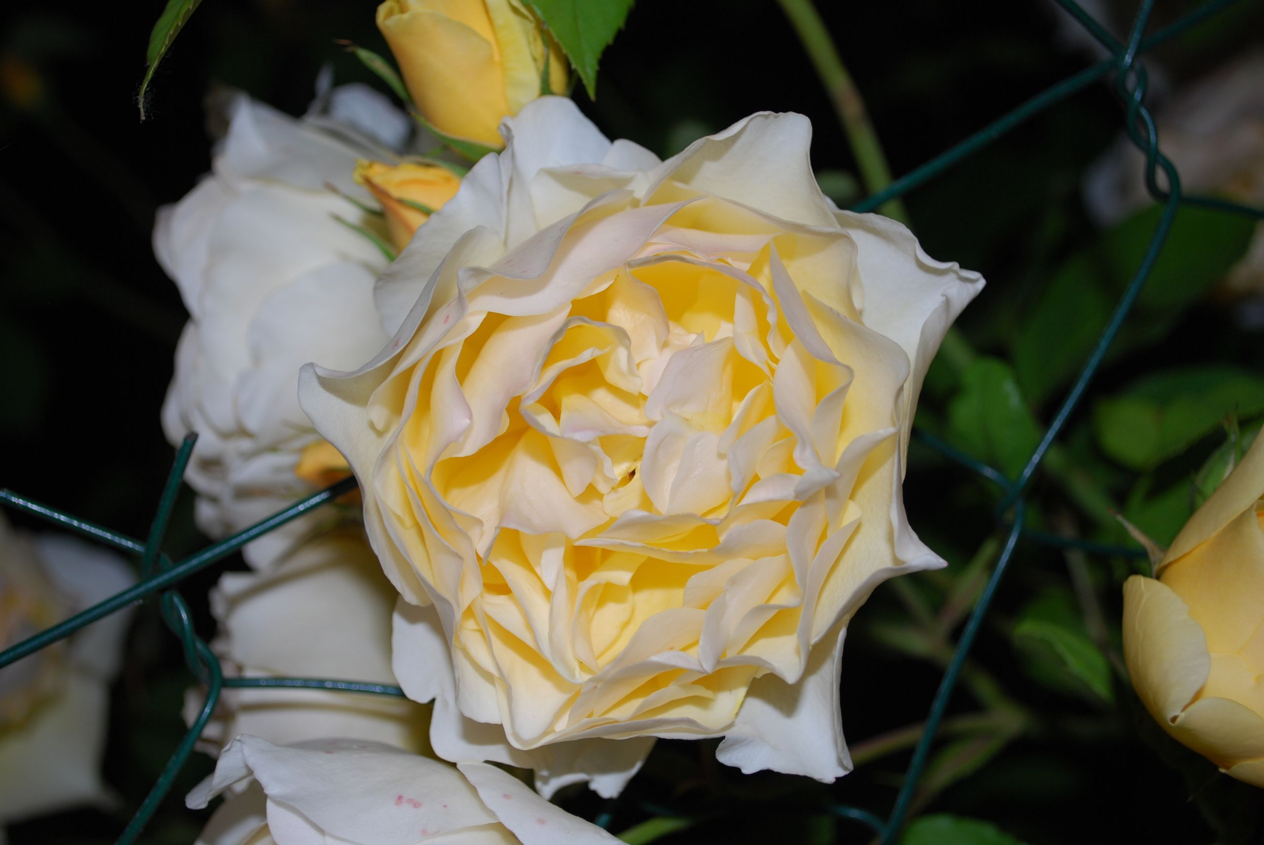 Fonds d'cran Nature Fleurs 