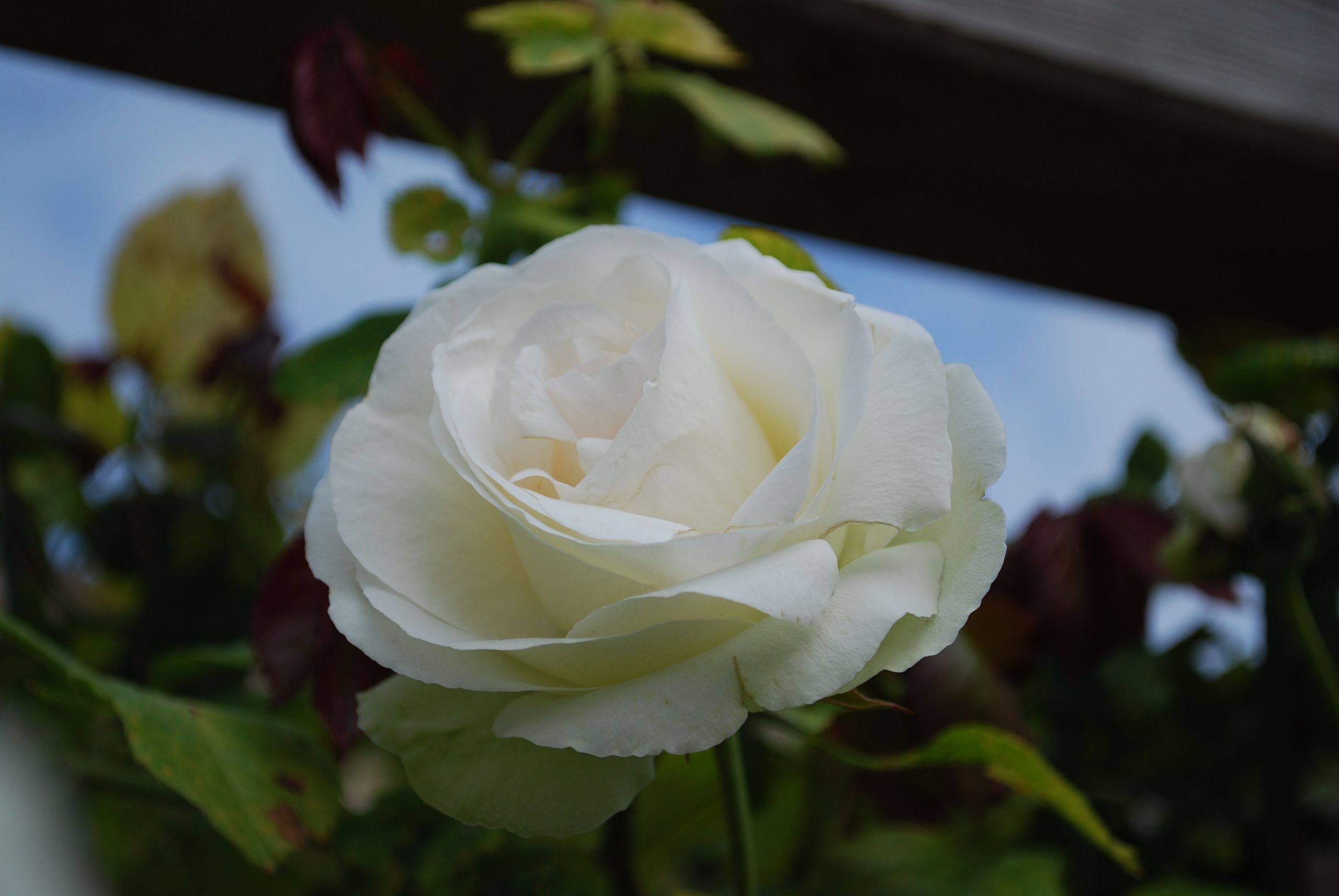 Fonds d'cran Nature Fleurs 