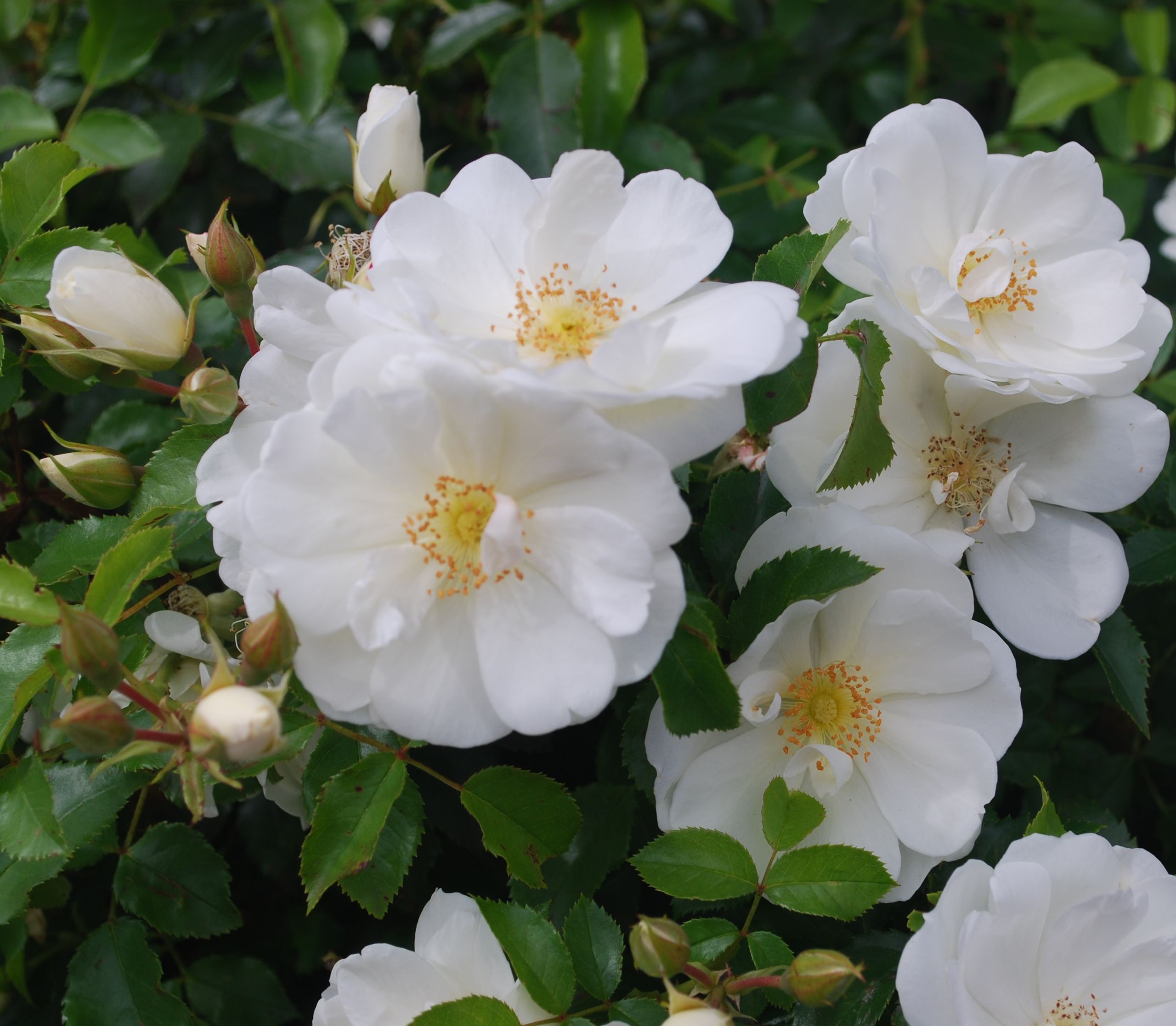 Fonds d'cran Nature Fleurs 