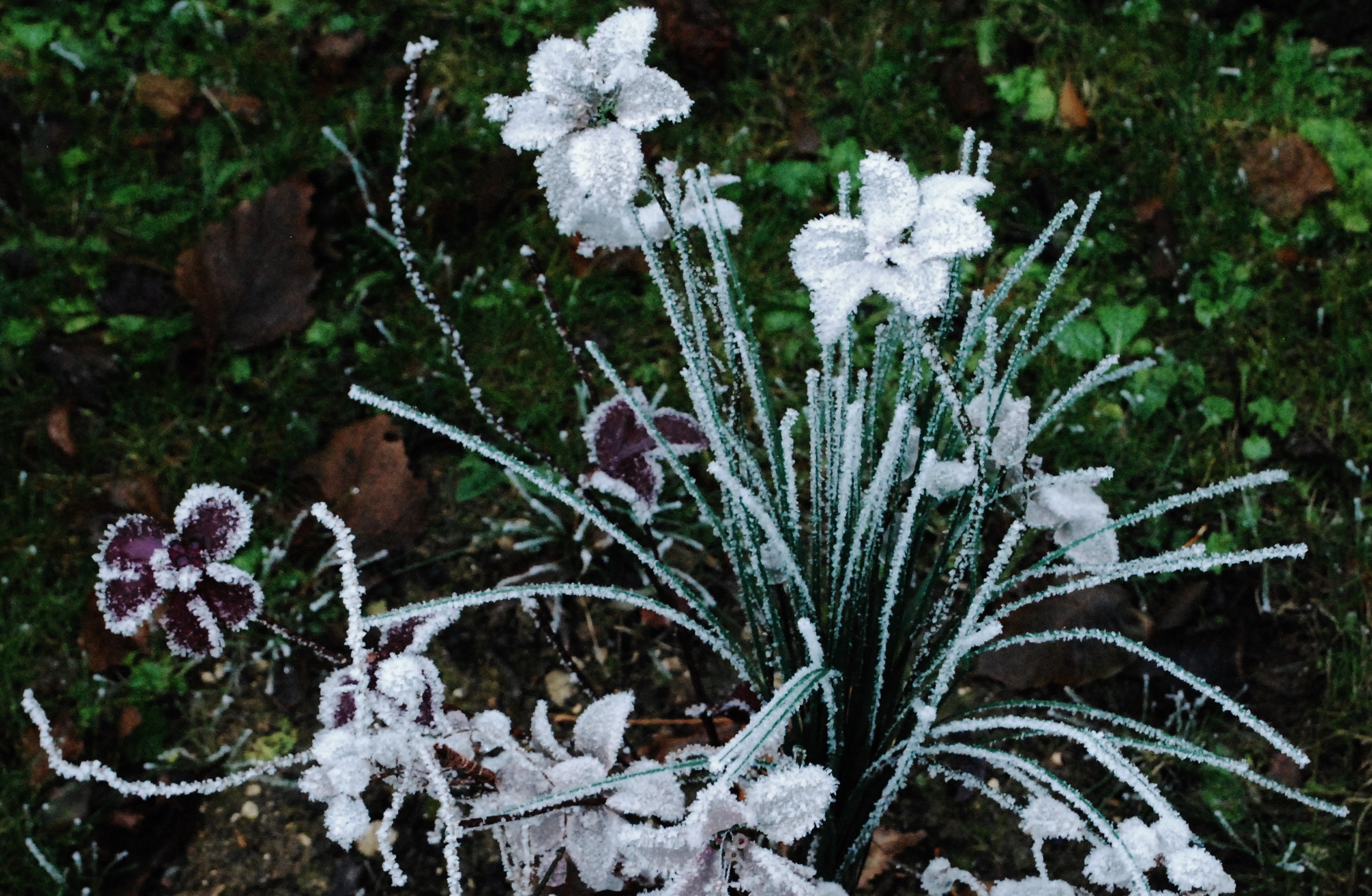 Fonds d'cran Nature Fleurs 