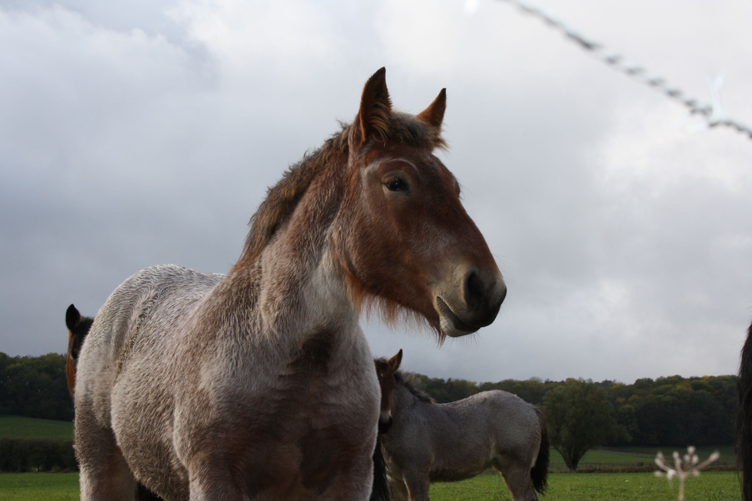 Fonds d'cran Animaux Chevaux 