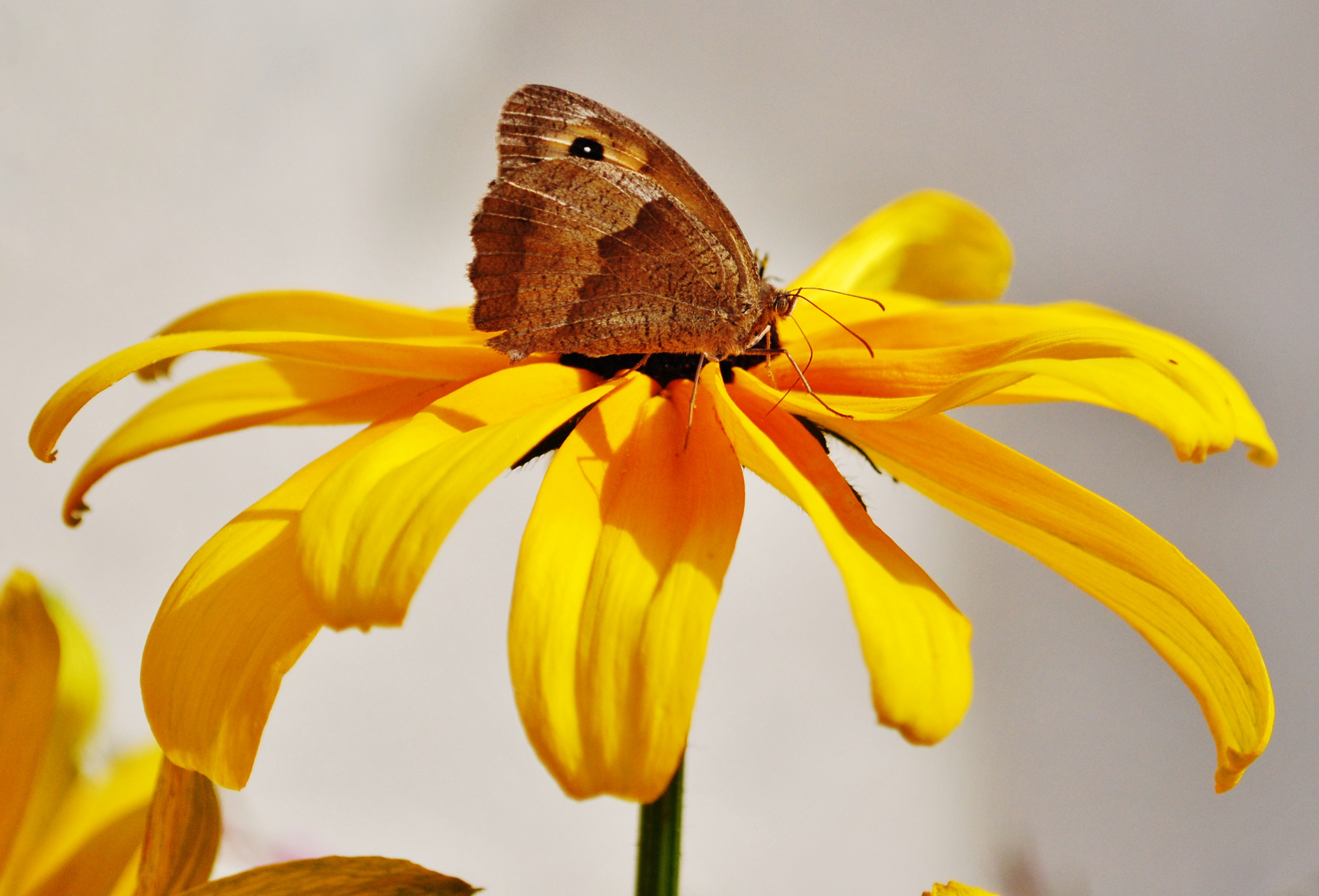 Fonds d'cran Animaux Insectes - Papillons 