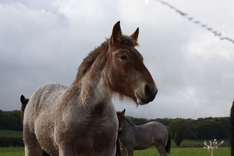 Fonds d'cran Animaux Chevaux Wallpaper N368133