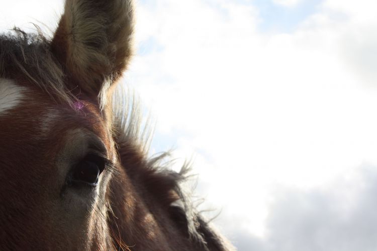 Fonds d'cran Animaux Chevaux Wallpaper N368134