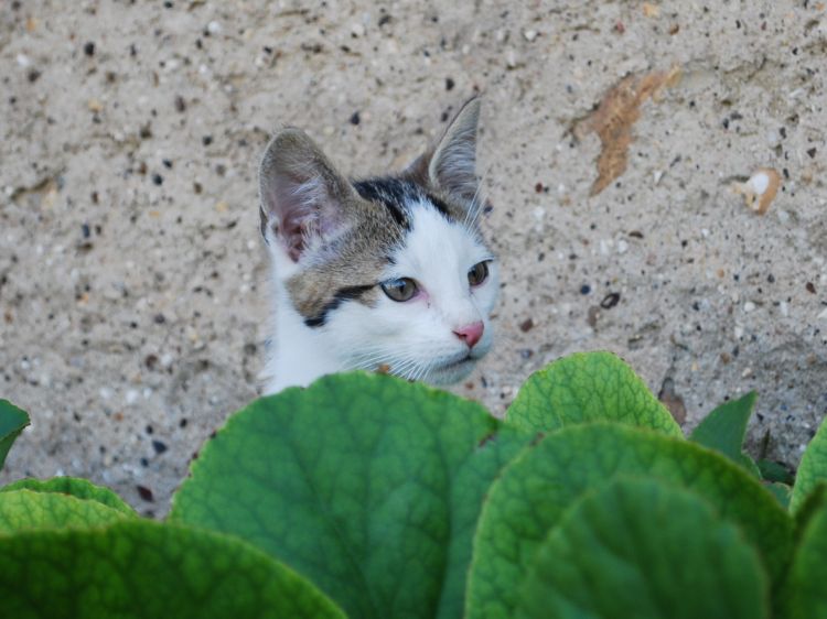 Fonds d'cran Animaux Chats - Chatons Wallpaper N368135