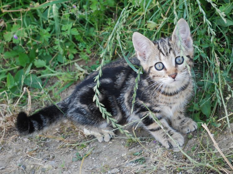 Fonds d'cran Animaux Chats - Chatons Wallpaper N368136