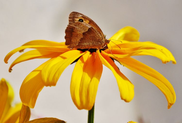 Fonds d'cran Animaux Insectes - Papillons Wallpaper N368146