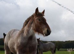  Animaux Image sans titre N368133