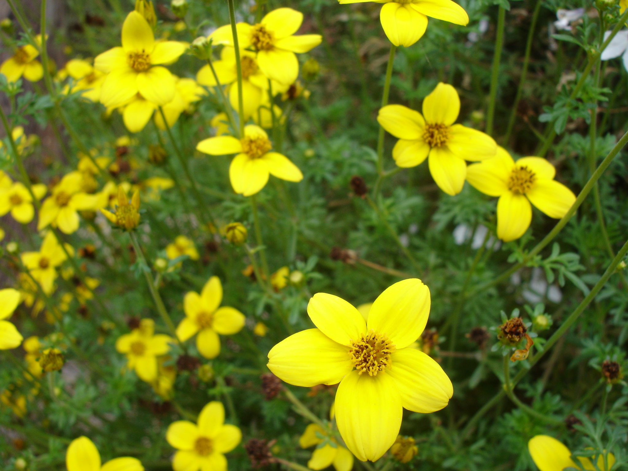 Fonds d'cran Nature Fleurs 