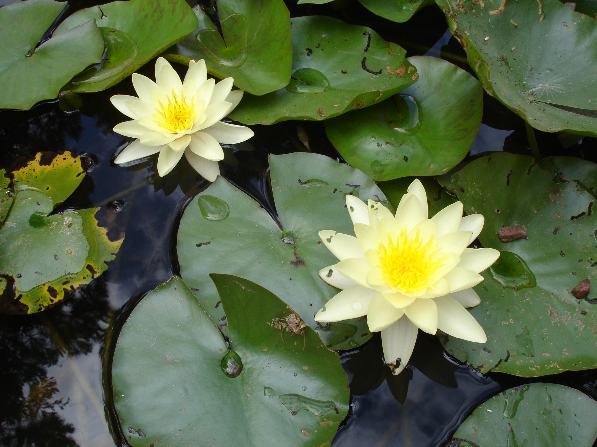 Fonds d'cran Nature Fleurs 