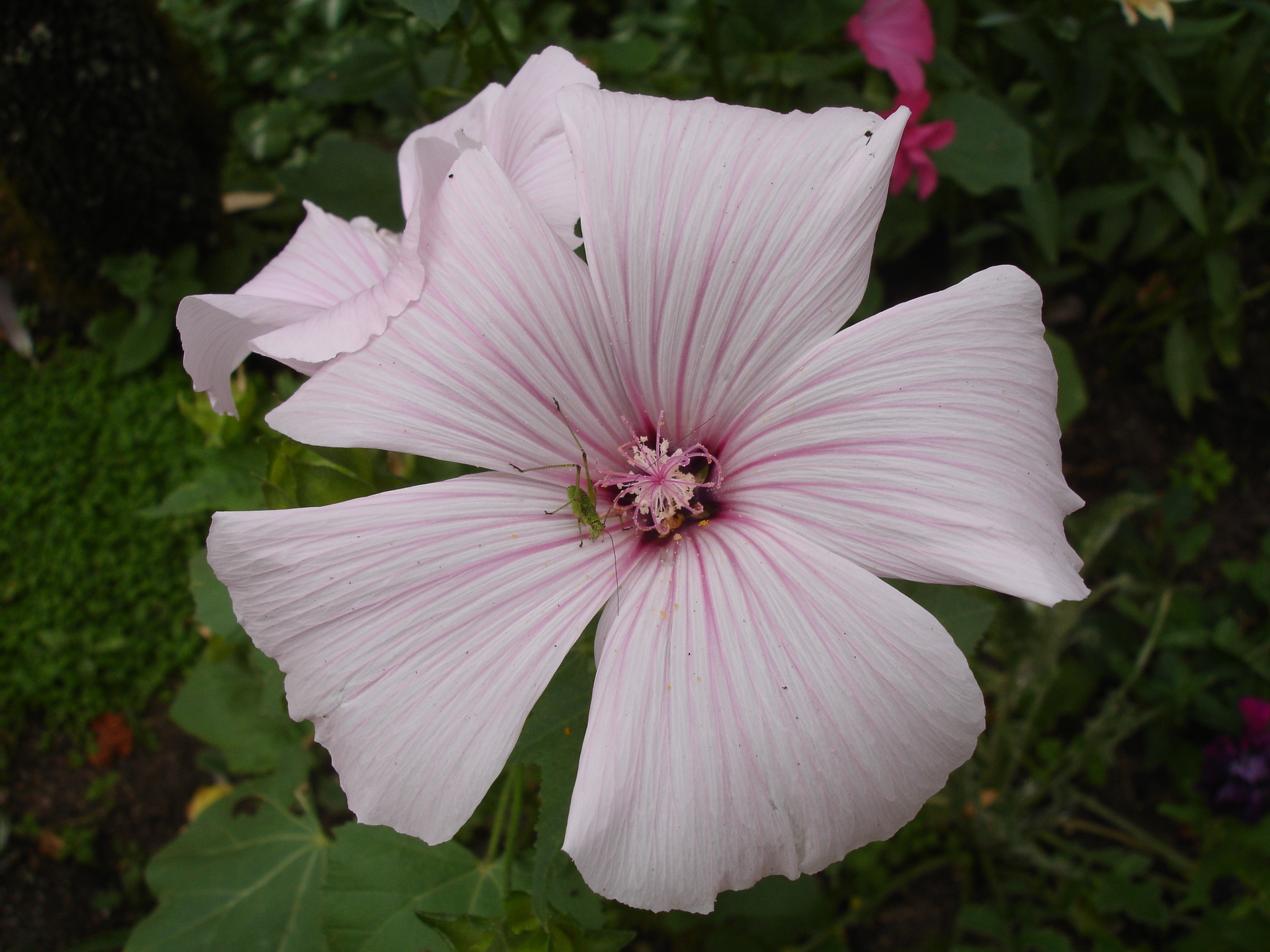 Fonds d'cran Nature Fleurs 