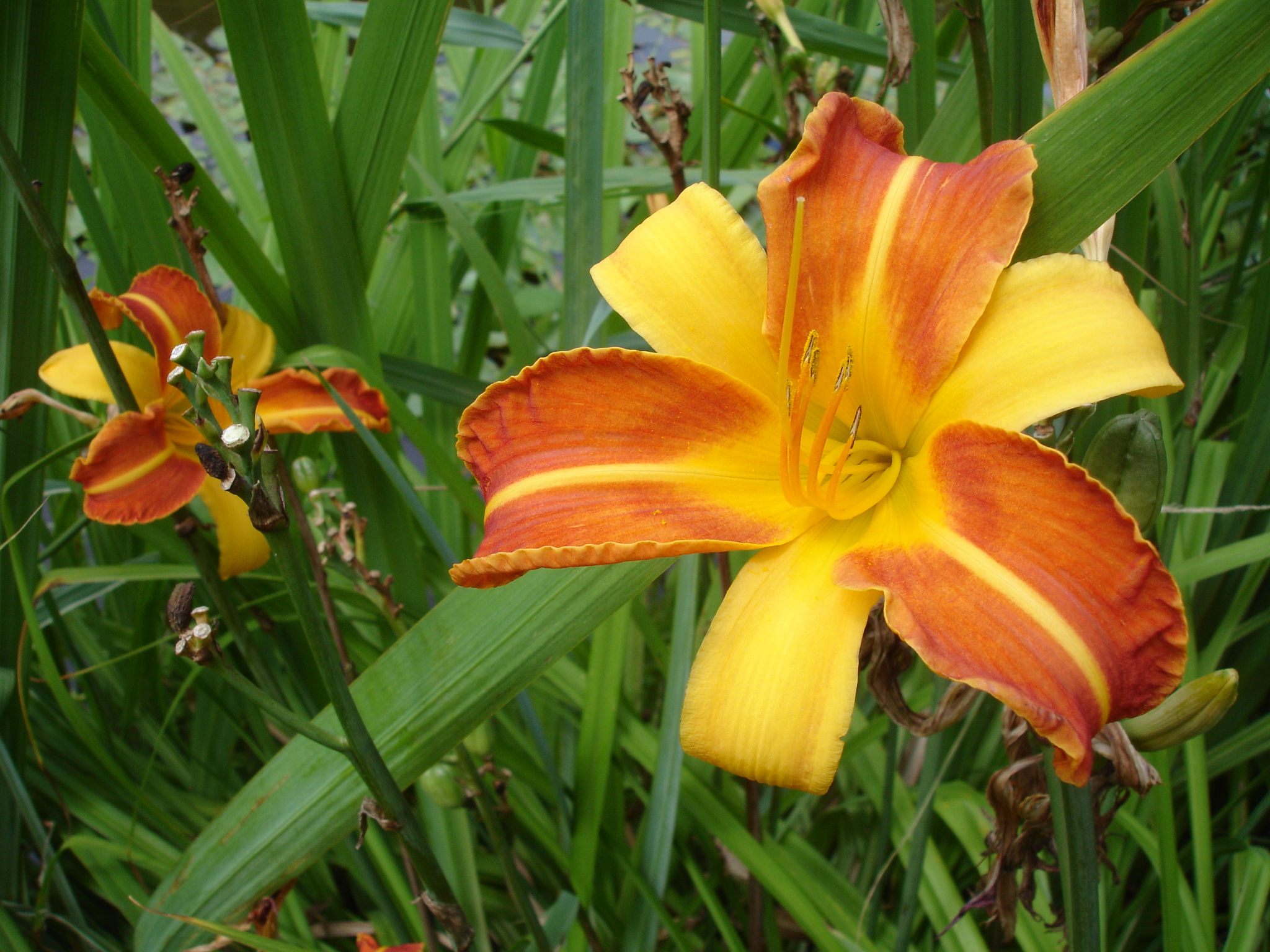 Fonds d'cran Nature Fleurs 