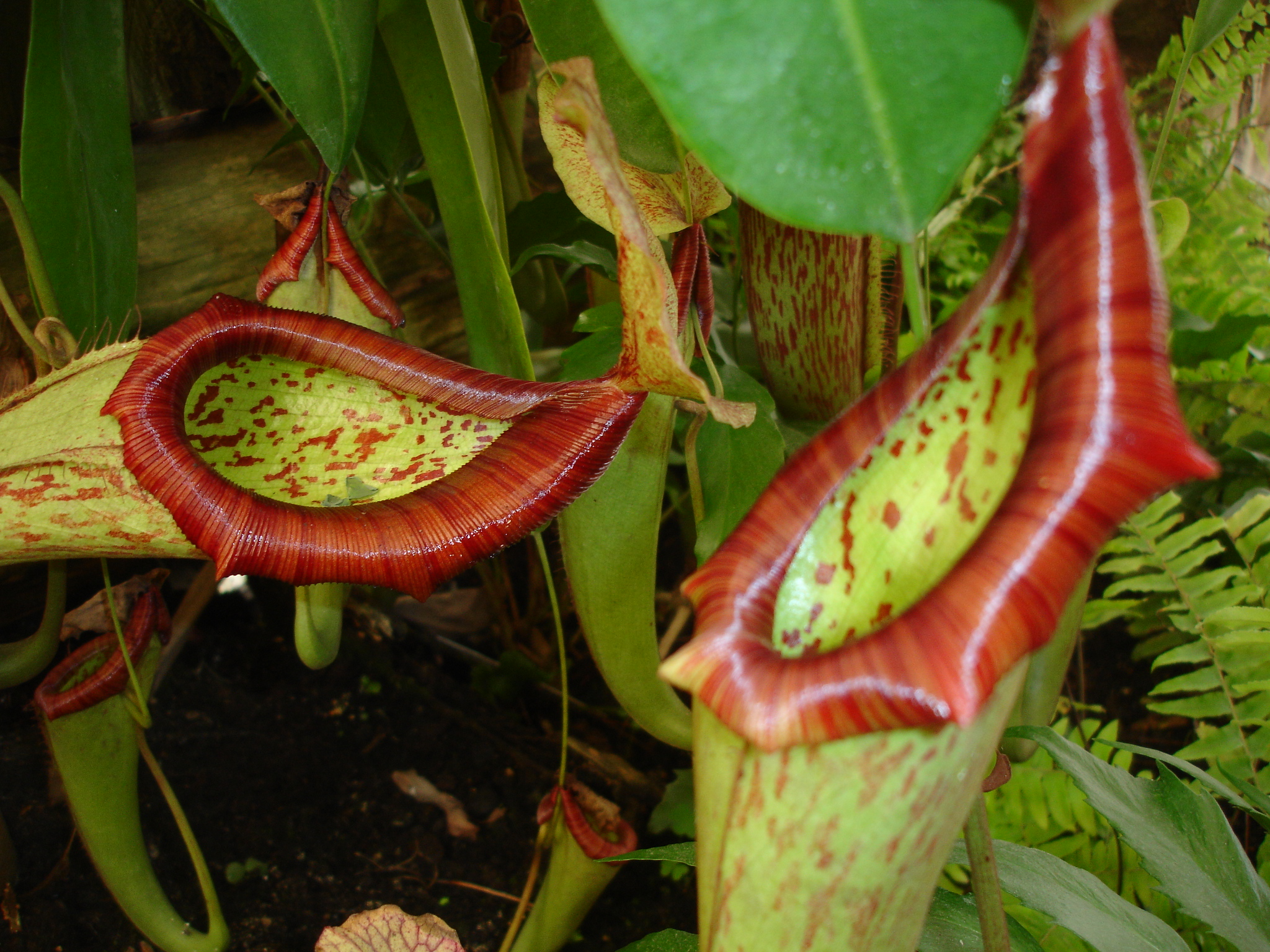 Fonds d'cran Nature Fleurs 