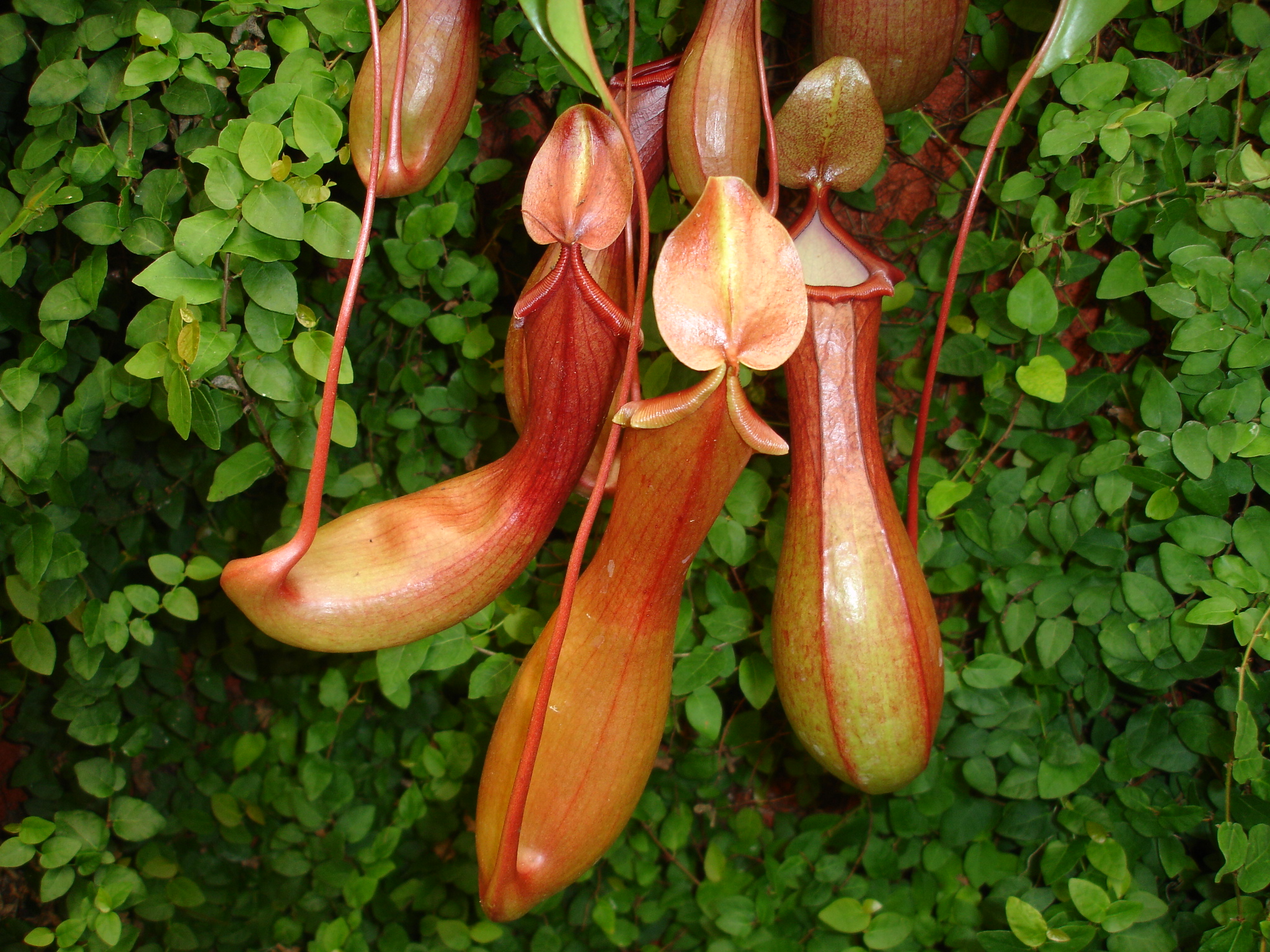 Fonds d'cran Nature Fleurs 