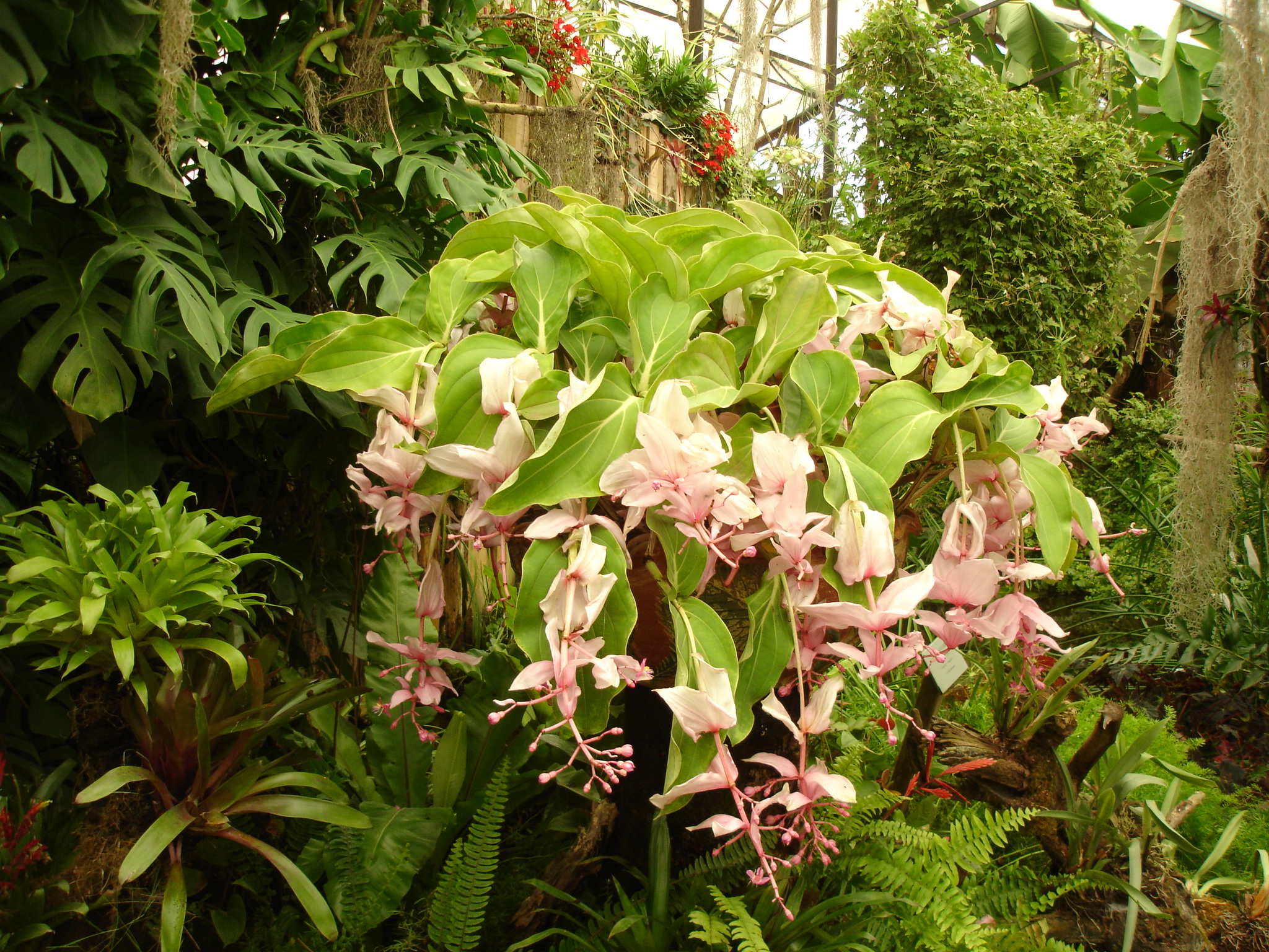 Fonds d'cran Nature Fleurs 