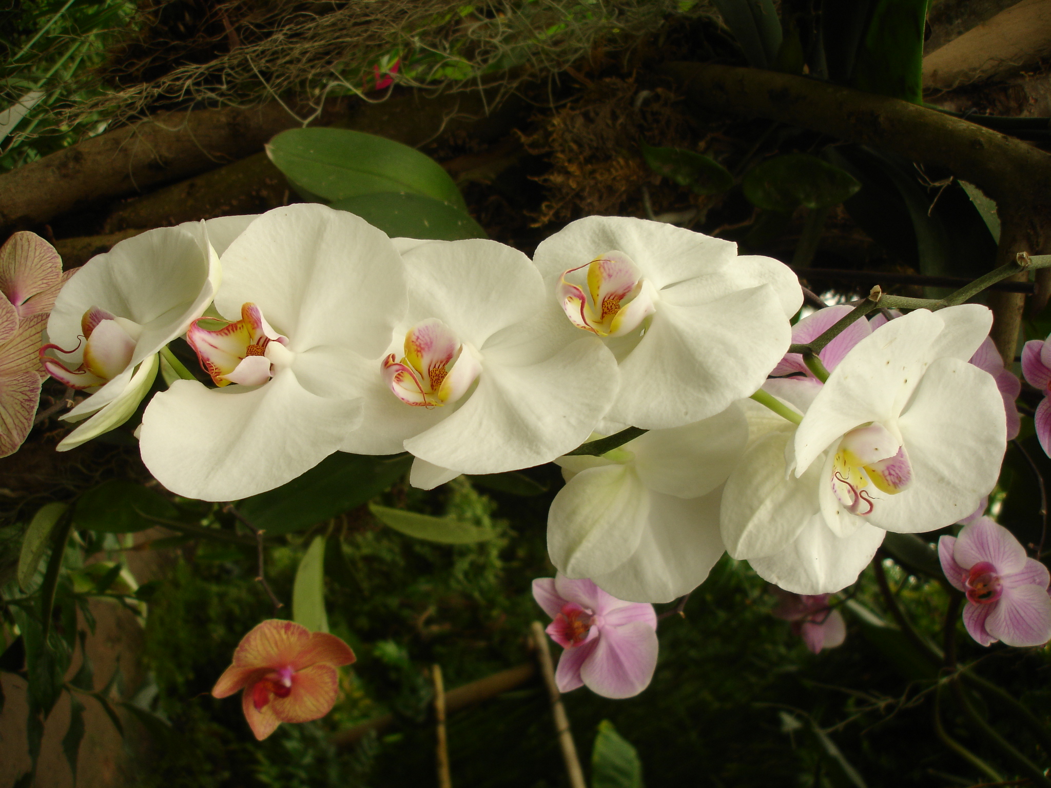 Fonds d'cran Nature Fleurs 