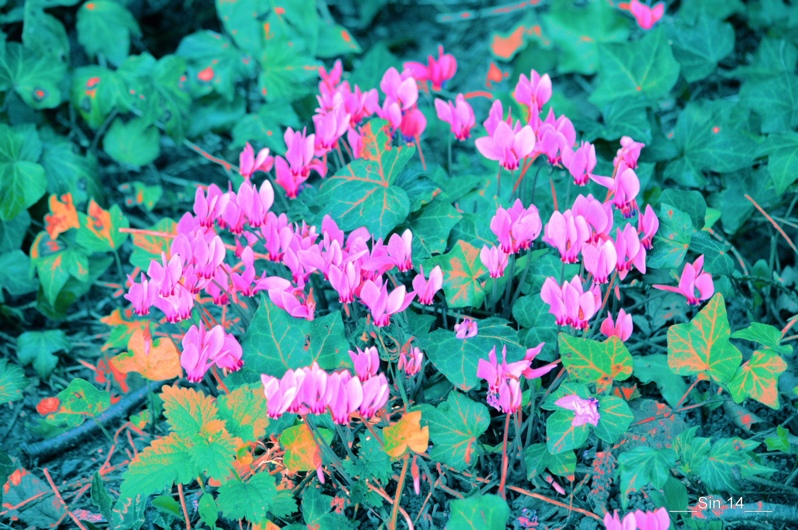 Fonds d'cran Nature Fleurs JARDIN DES PLANTES