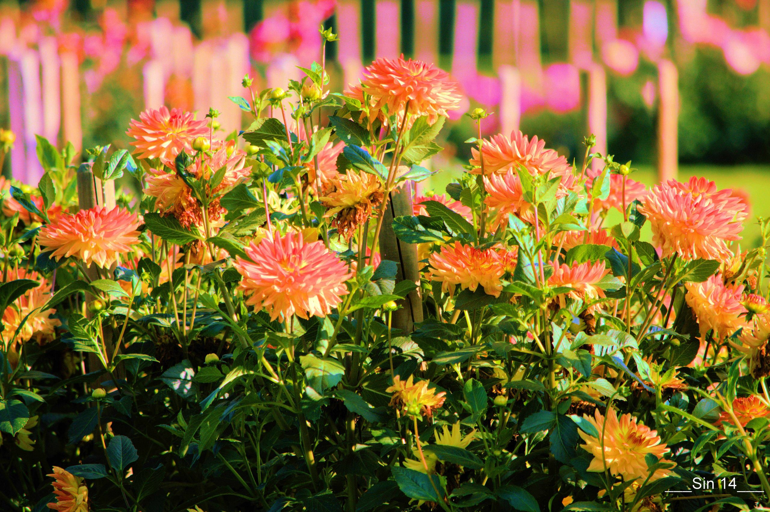 Fonds d'cran Nature Fleurs JARDIN DES PLANTES