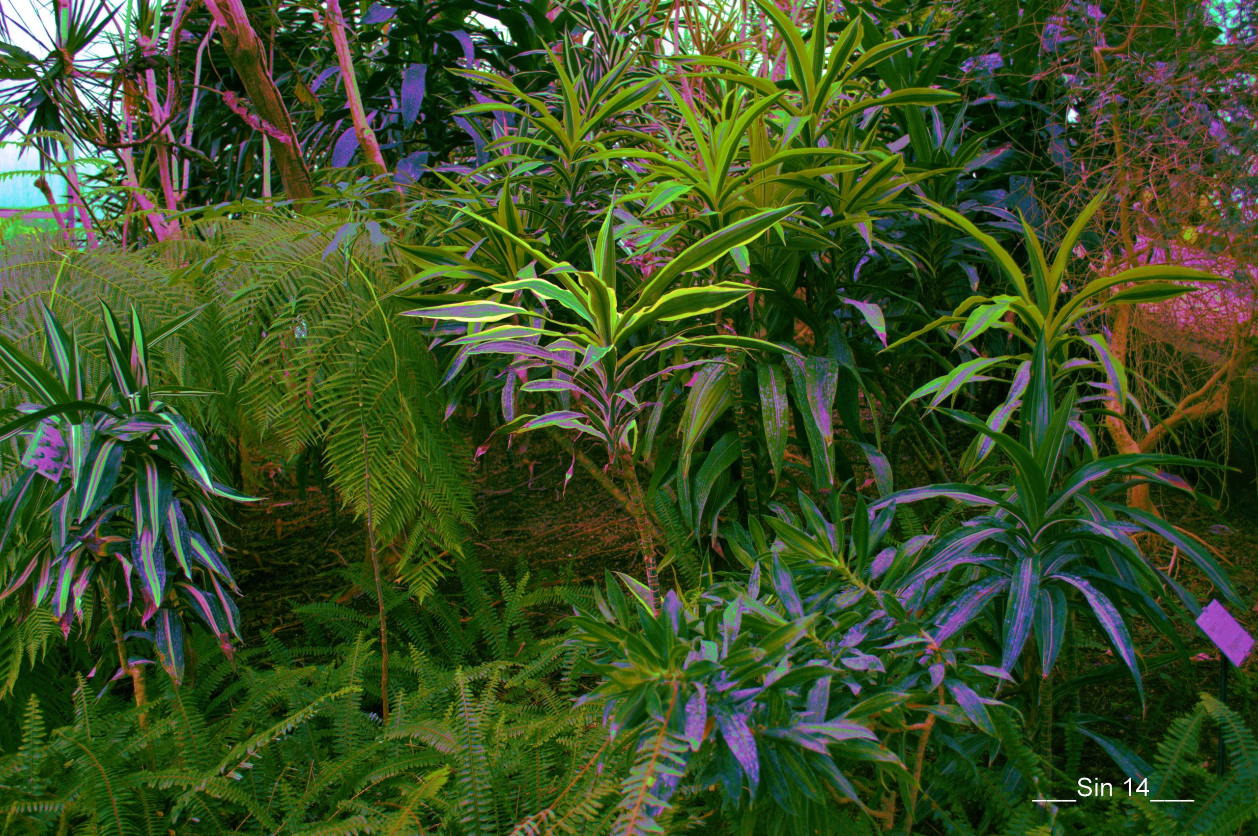 Fonds d'cran Nature Plantes - Arbustes JARDIN DES PLANTES