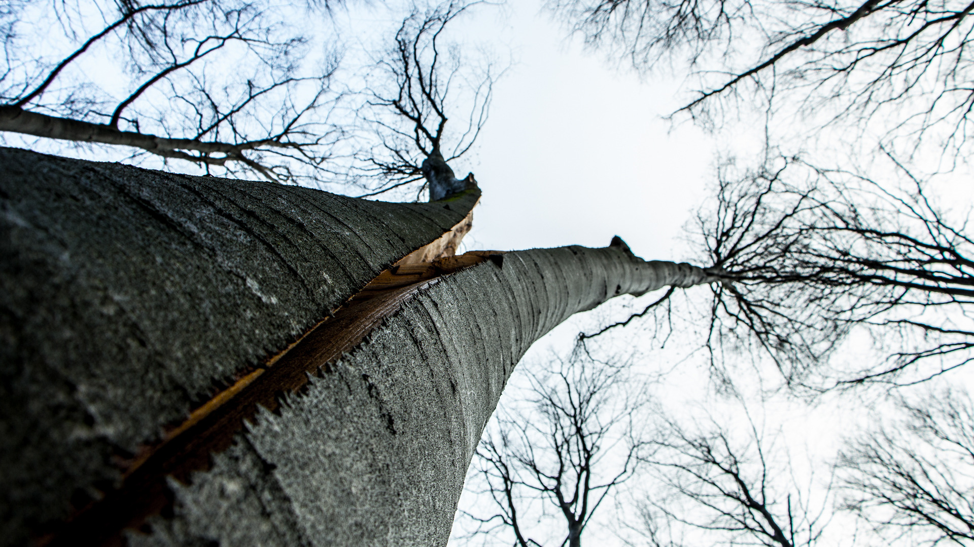 Fonds d'cran Nature Arbres - Forts 