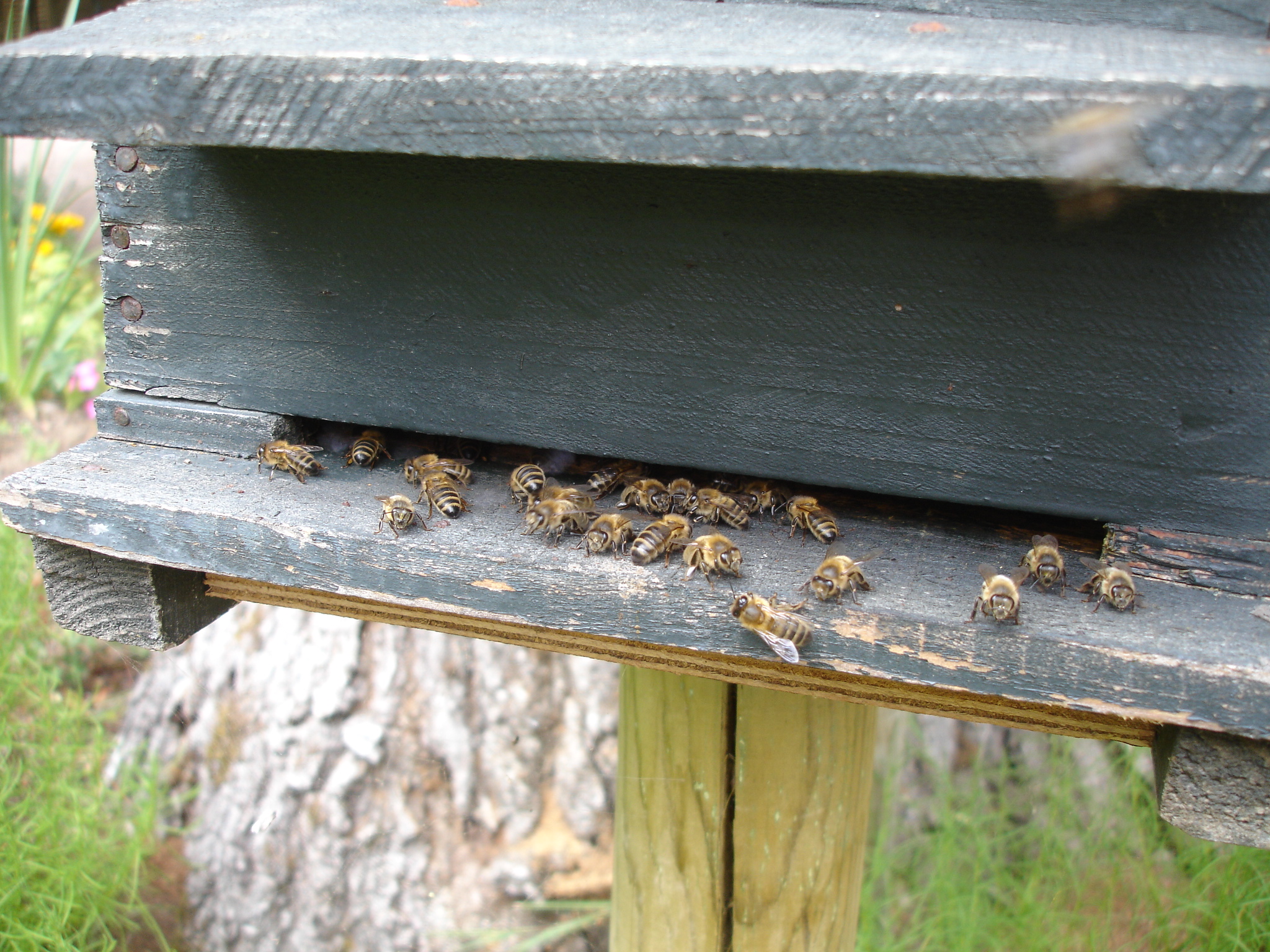 Fonds d'cran Animaux Insectes - Abeilles Gupes ... 