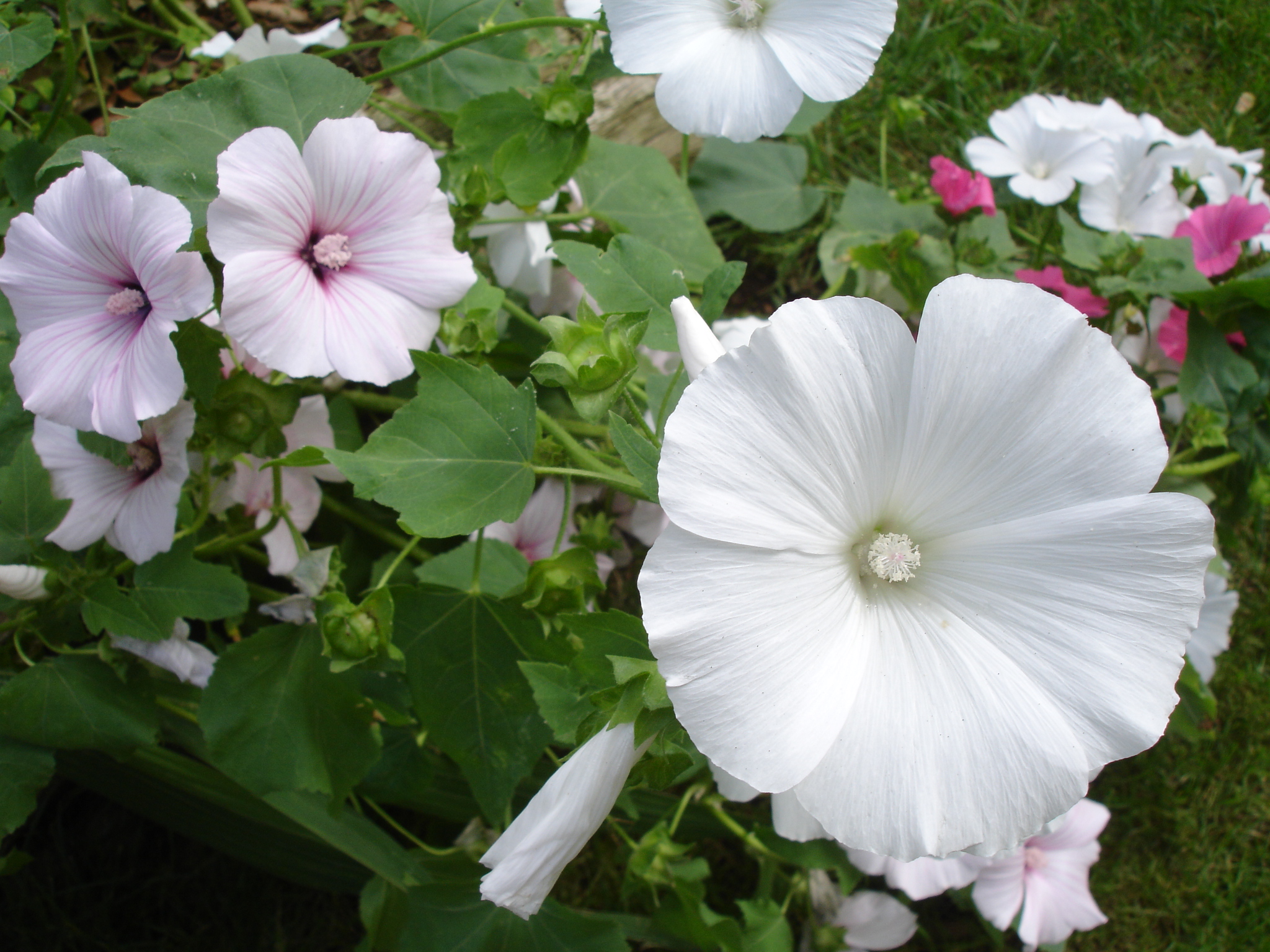 Fonds d'cran Nature Fleurs 