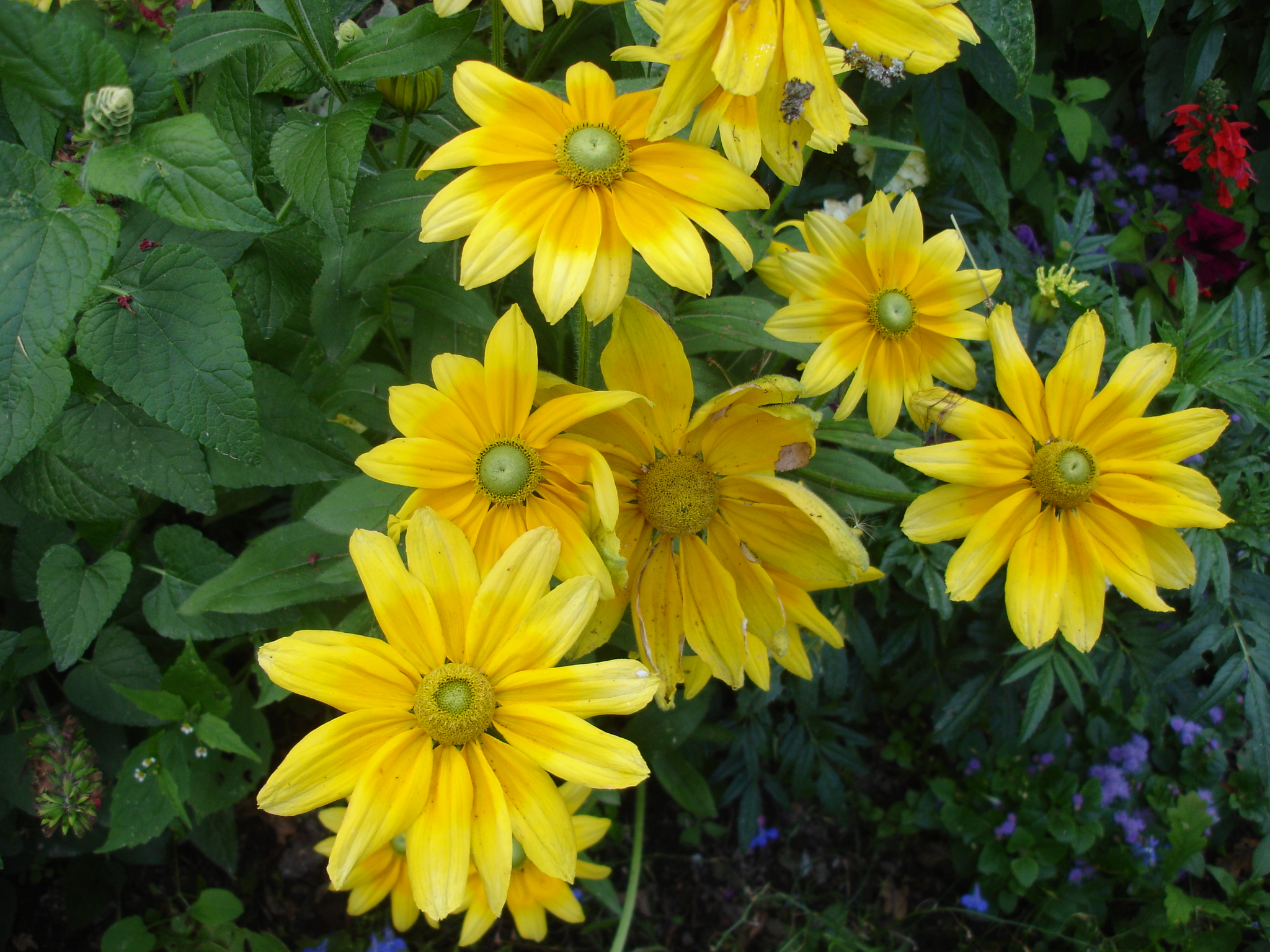 Fonds d'cran Nature Fleurs 