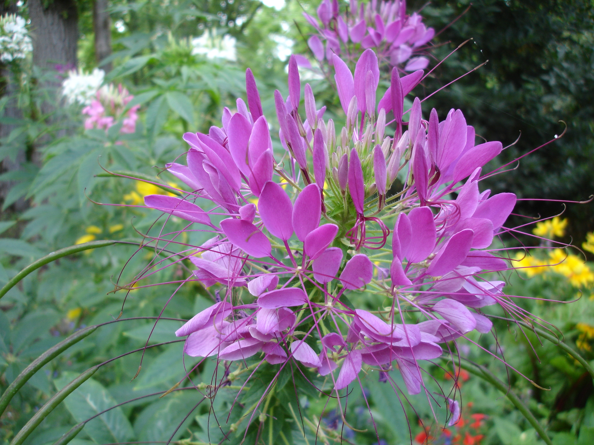 Fonds d'cran Nature Fleurs 