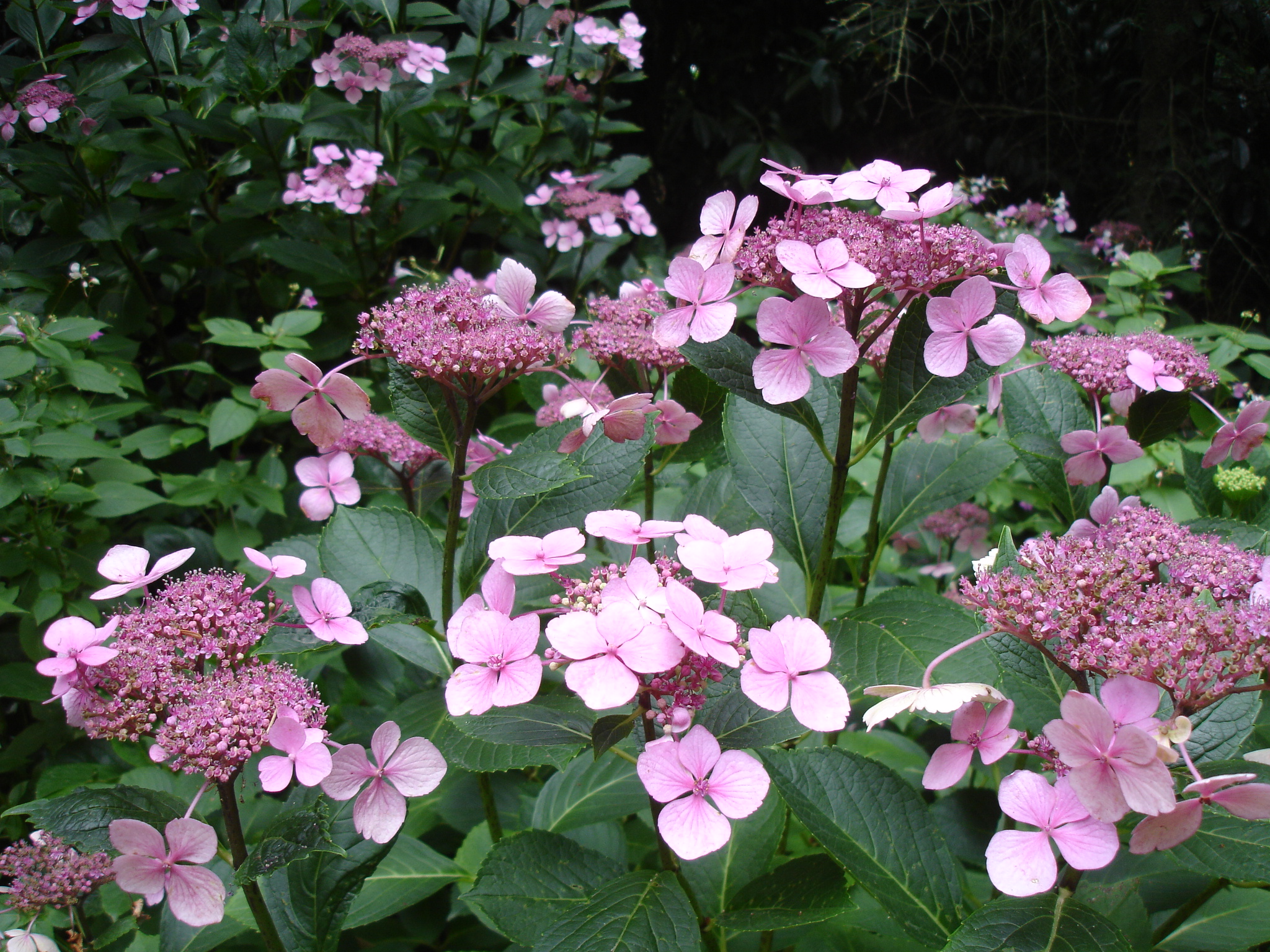 Fonds d'cran Nature Fleurs 