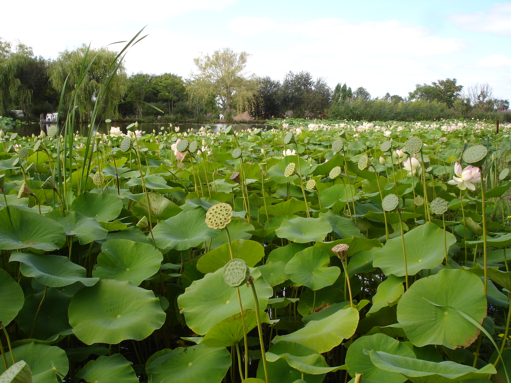 Fonds d'cran Nature Fleurs 