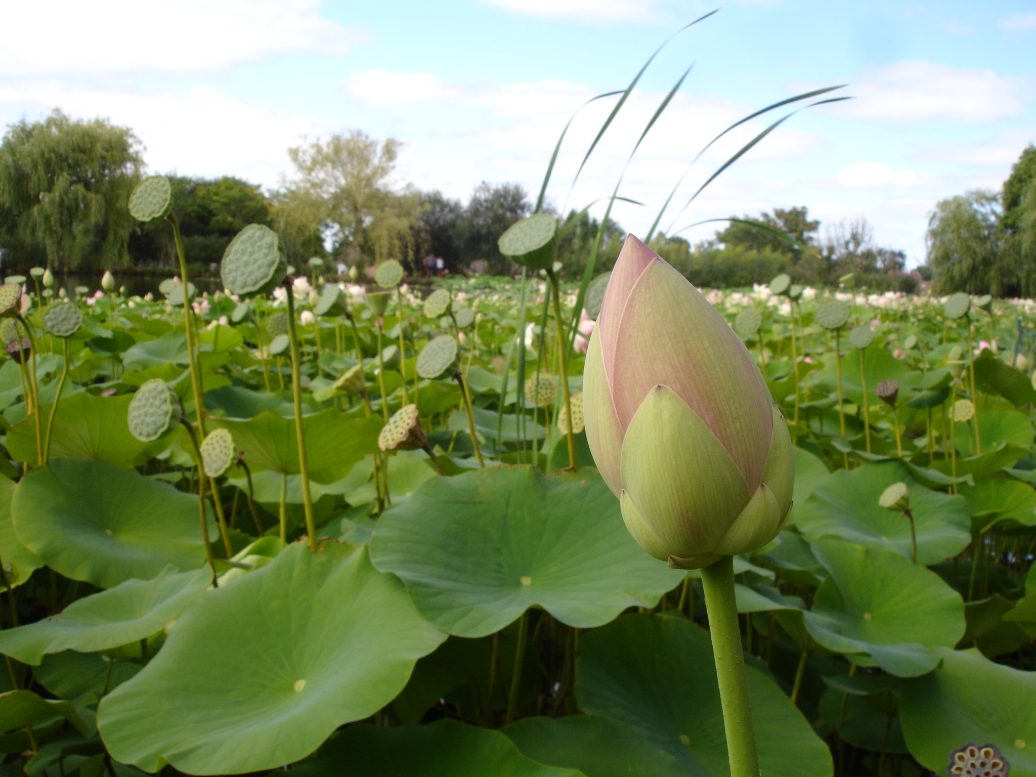 Fonds d'cran Nature Fleurs 