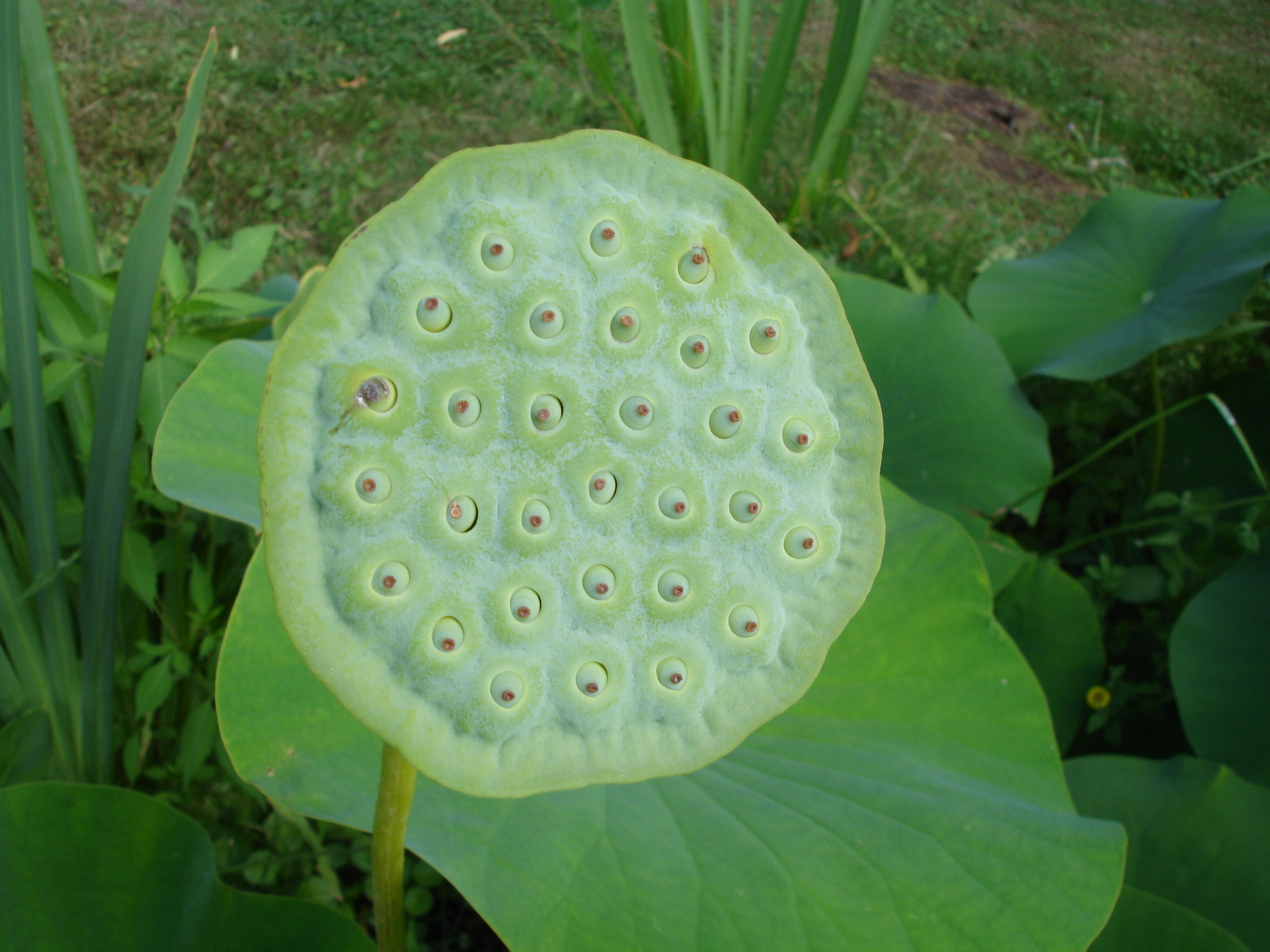 Fonds d'cran Nature Fleurs 