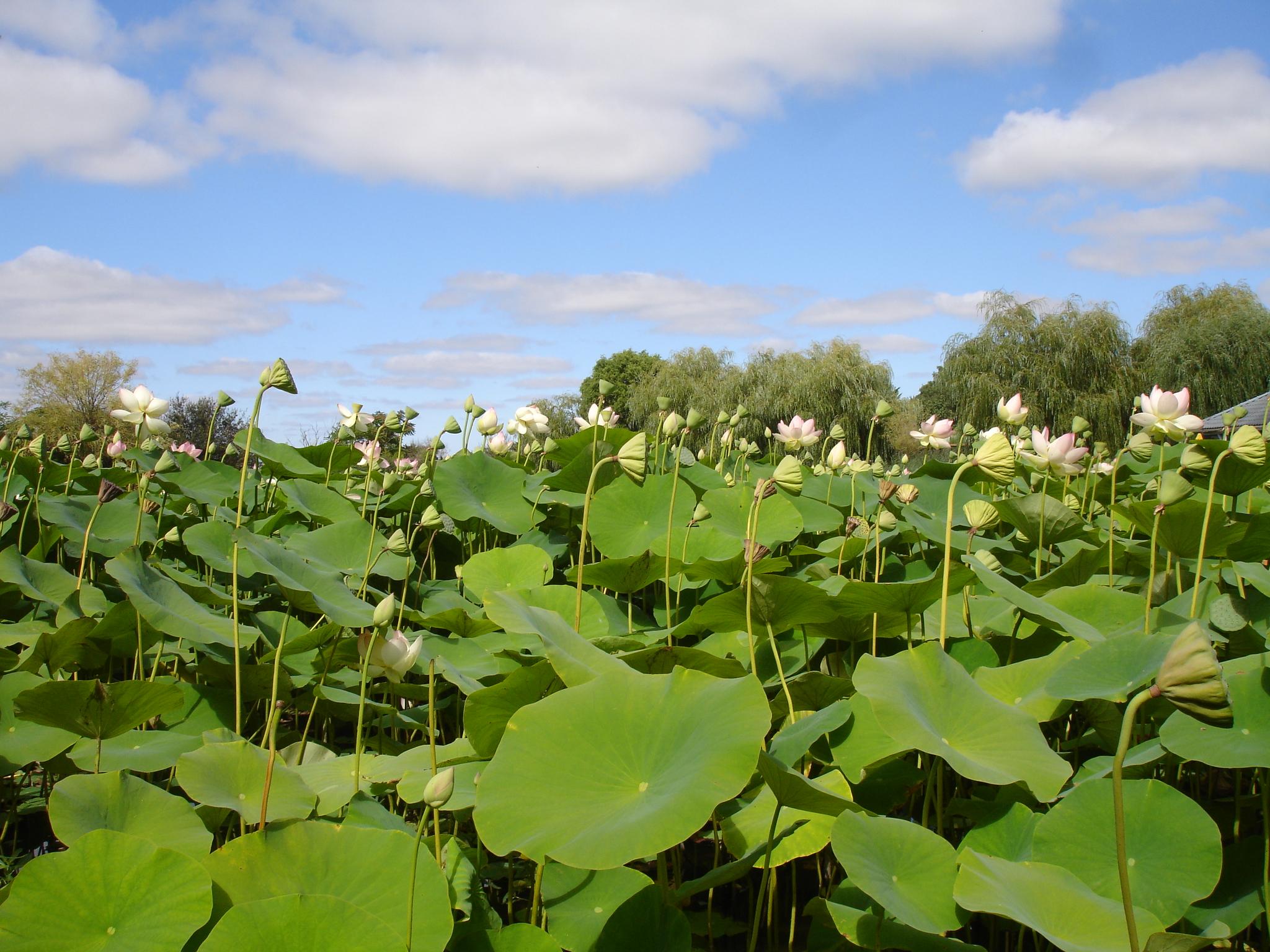 Fonds d'cran Nature Fleurs 