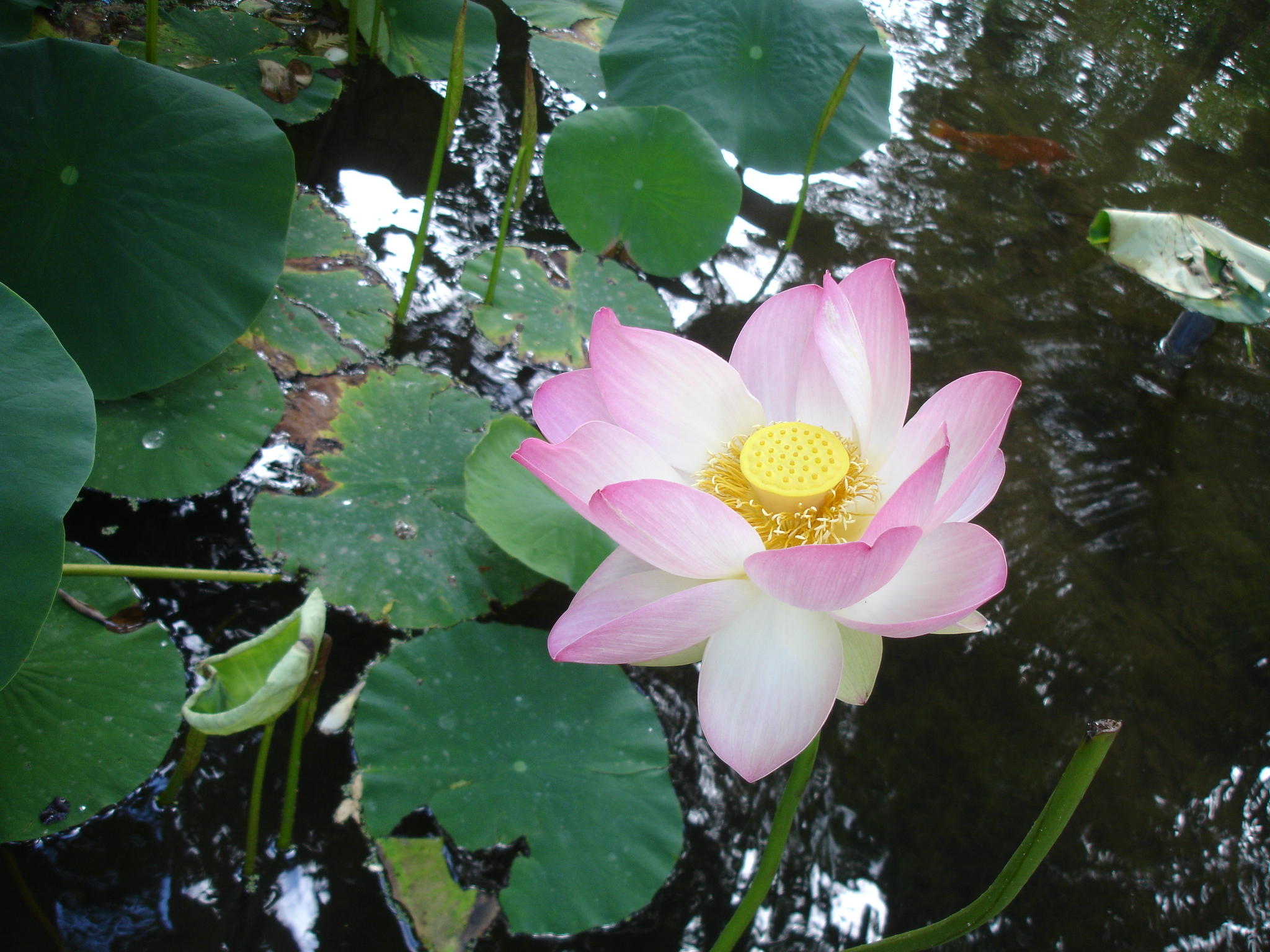 Fonds d'cran Nature Fleurs 