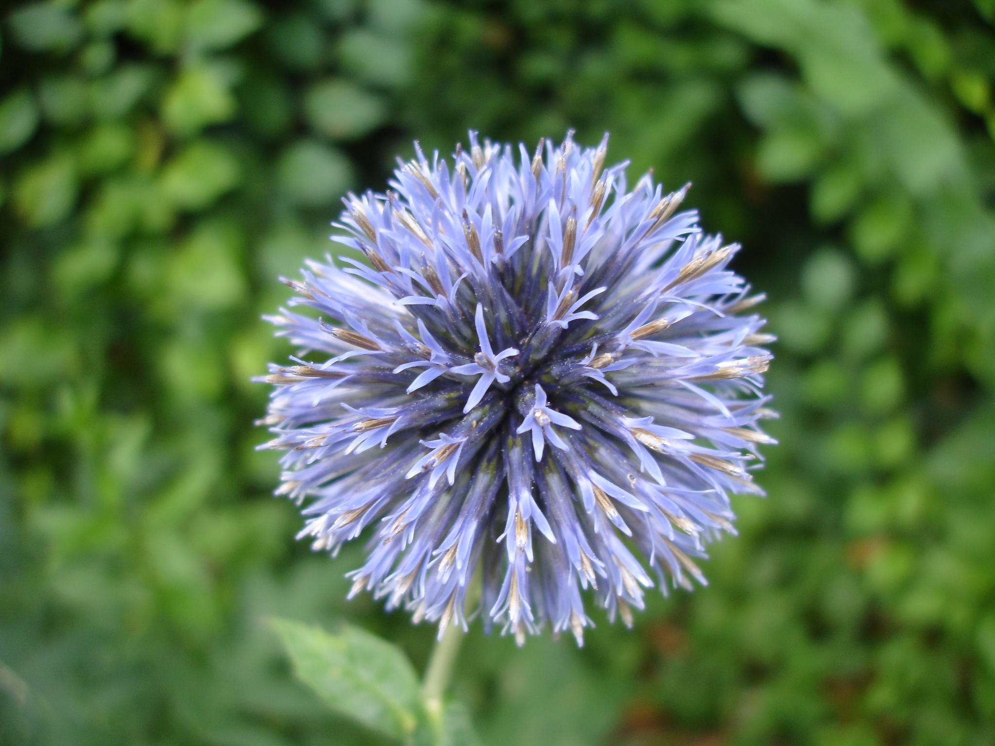 Fonds d'cran Nature Fleurs 