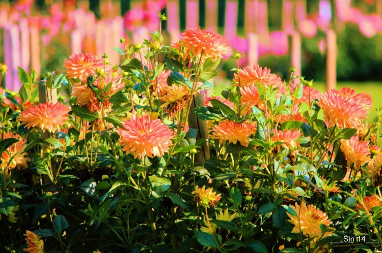 Fonds d'cran Nature Fleurs JARDIN DES PLANTES