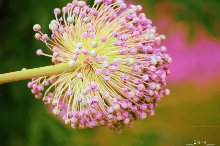 Fonds d'cran Nature Fleurs JARDIN DES PLANTES