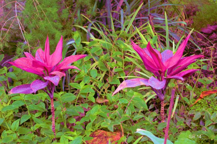 Fonds d'cran Nature Plantes - Arbustes JARDIN DES PLANTES