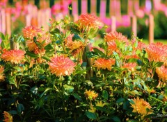  Nature JARDIN DES PLANTES