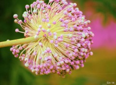  Nature JARDIN DES PLANTES