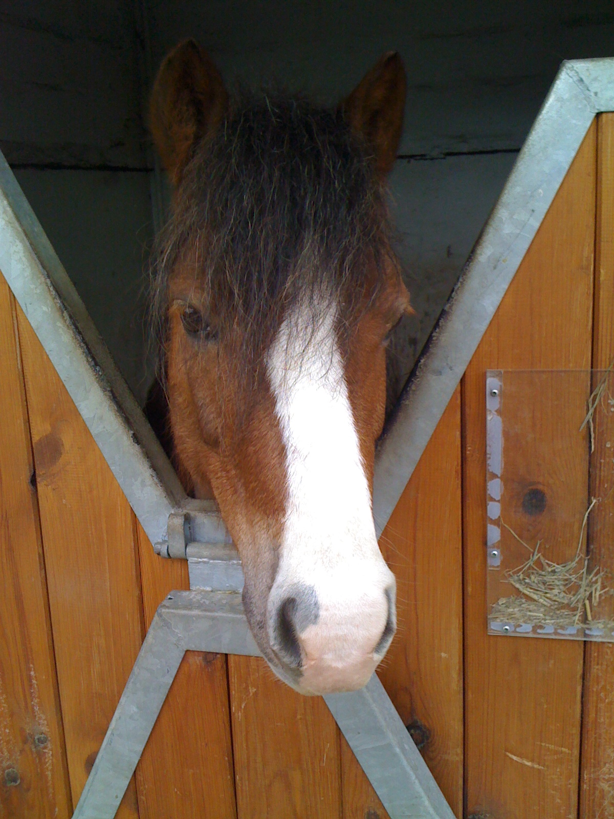 Fonds d'cran Animaux Chevaux Chevaux Centre questre