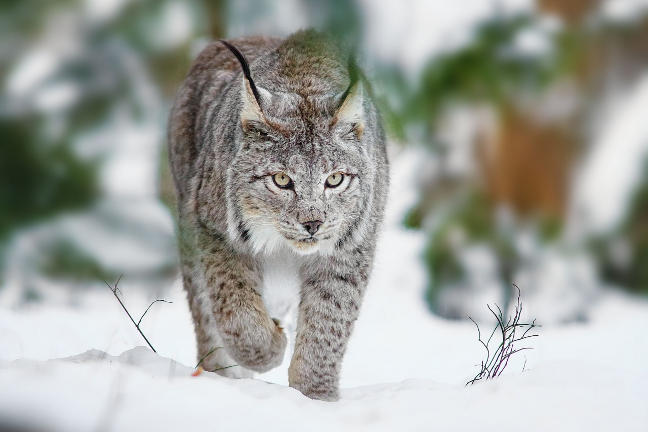 Fonds d'cran Animaux Flins - Lynxs 