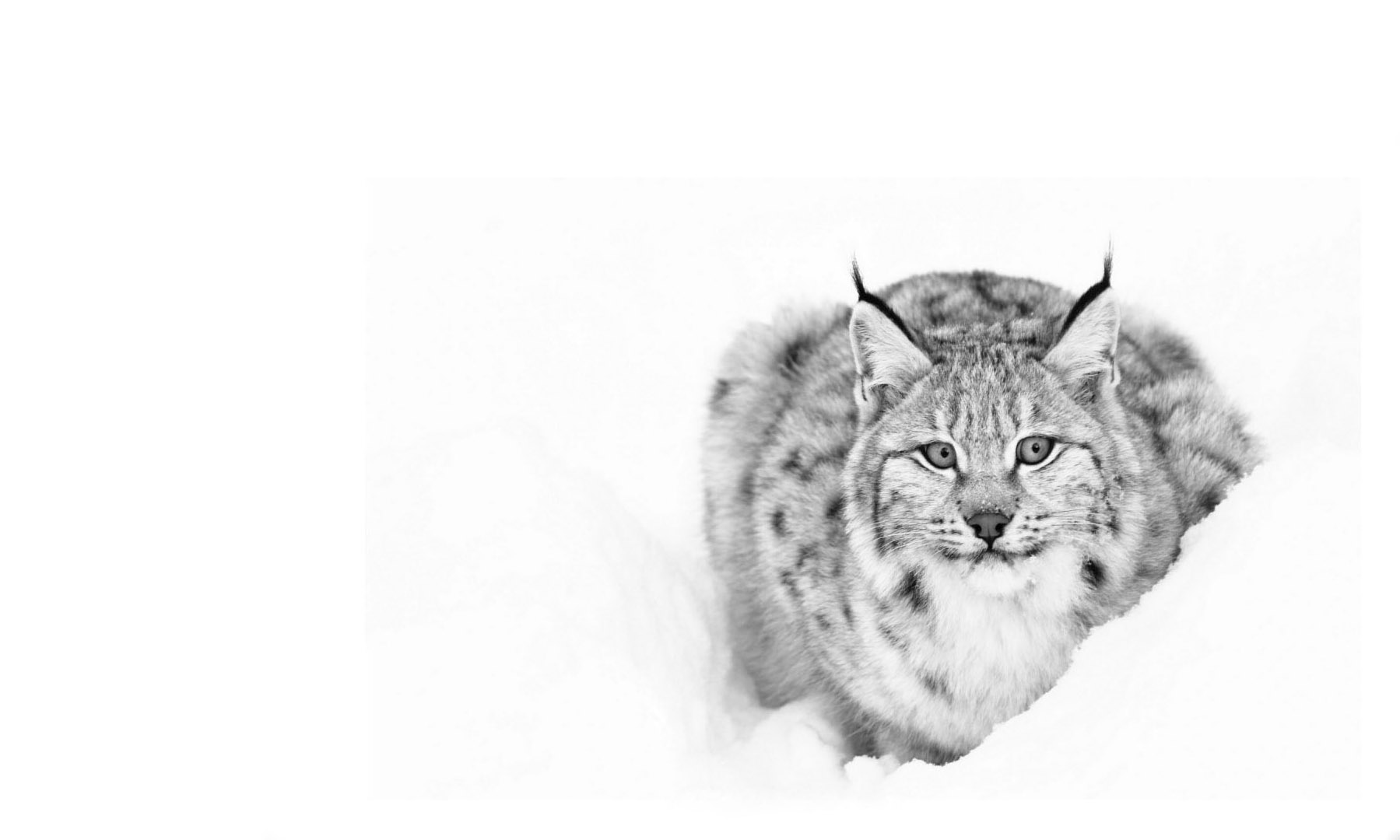 Wallpapers Animals Felines - Lynxs 