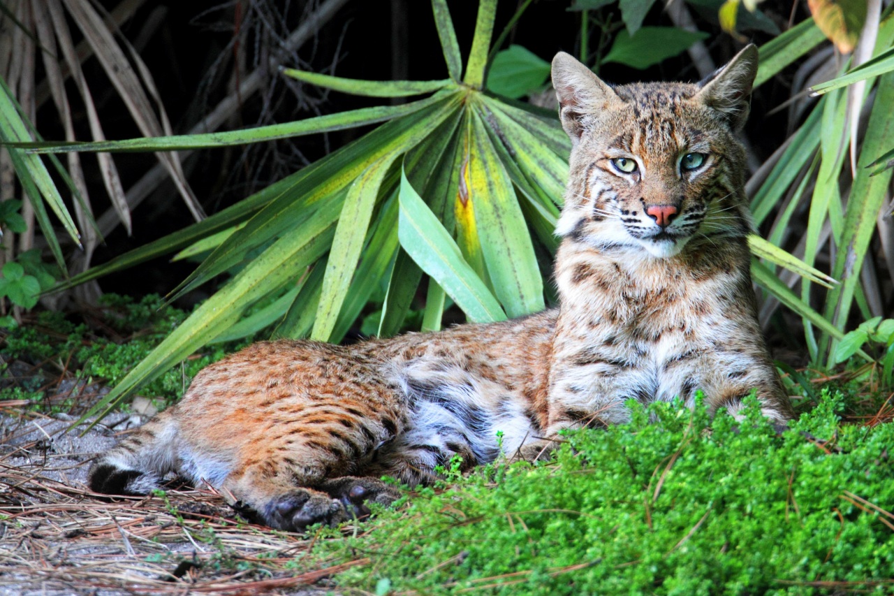 Fonds d'cran Animaux Flins - Lynxs 