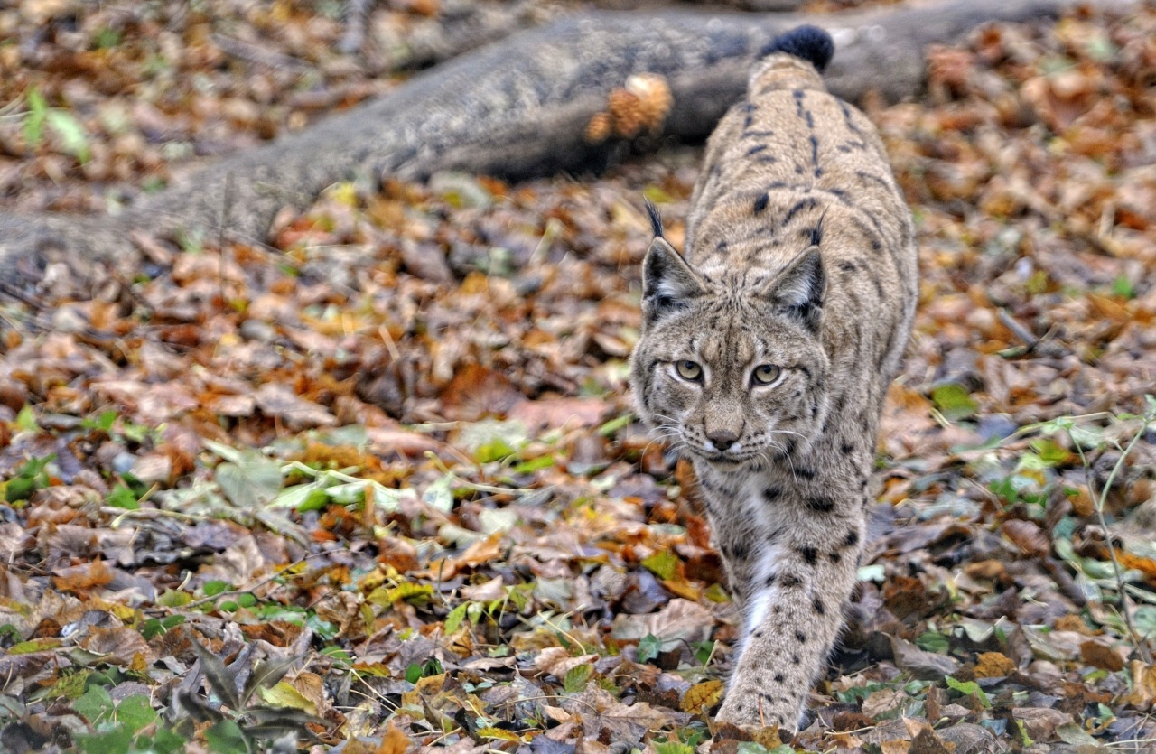 Fonds d'cran Animaux Flins - Lynxs 