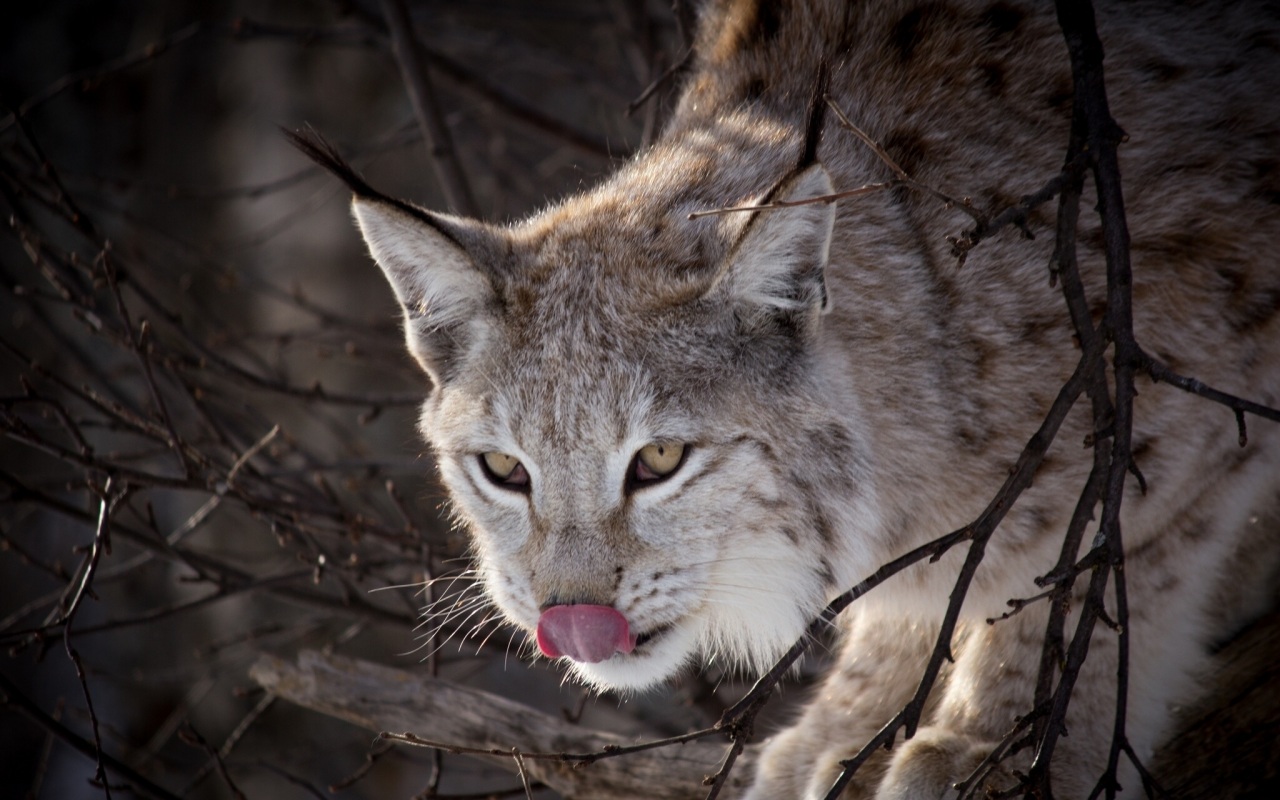 Fonds d'cran Animaux Flins - Lynxs 