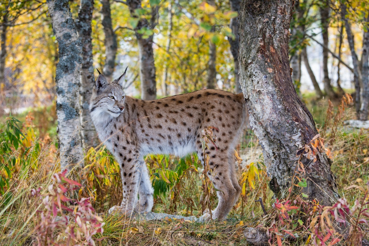 Fonds d'cran Animaux Flins - Lynxs 