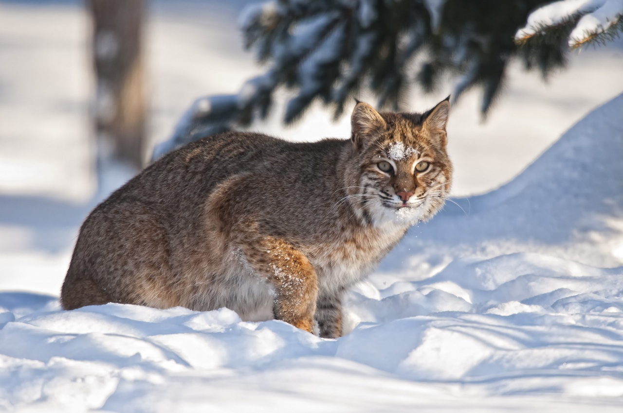 Fonds d'cran Animaux Flins - Lynxs 