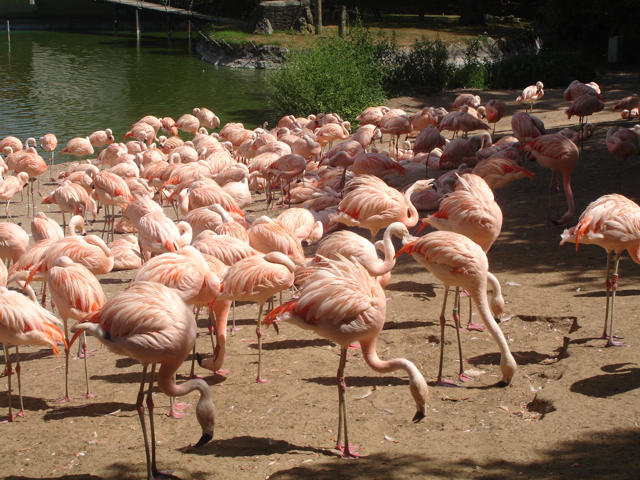 Wallpapers Animals Birds - Flamingos 